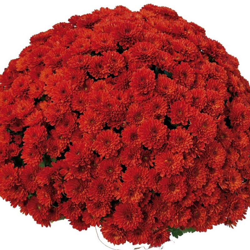 ANDALOU ROUGE®
